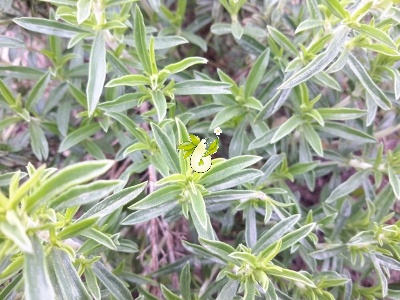 مرزه کوهی