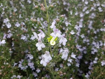 مرزه کوهی