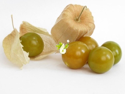 عروسک پشت پرده ( فیسالیس ) - Physalis peruviana