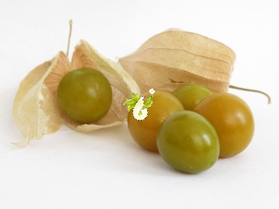 عروسک پشت پرده ( فیسالیس ) - Physalis peruviana