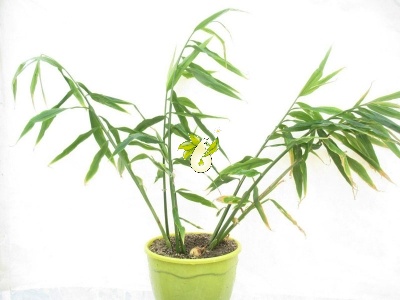 زنجبیل - Zingiber officinalis Rose