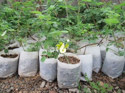 گل محمدی