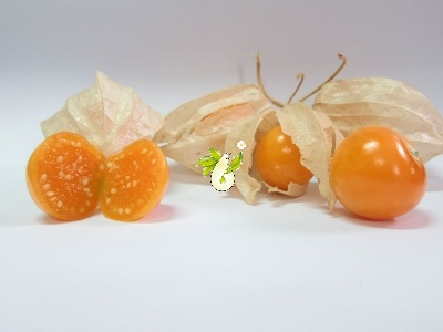  عروسک پشت پرده ( فیسالیس خوراکی تاسمانی)