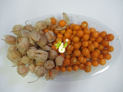  عروسک پشت پرده ( فیسالیس خوراکی تاسمانی)