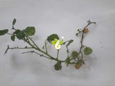 علف چشمه، بولاق اوتی، سو ترسی