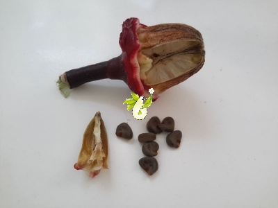 چای ترش
