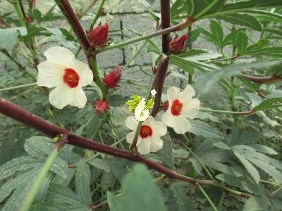 چای ترش