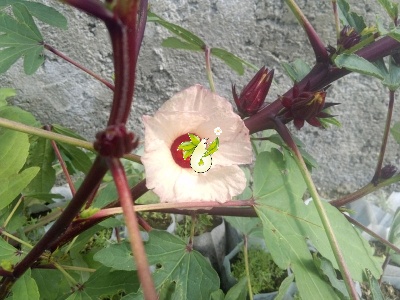 چای ترش