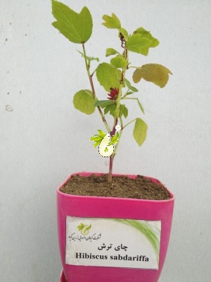 چای ترش