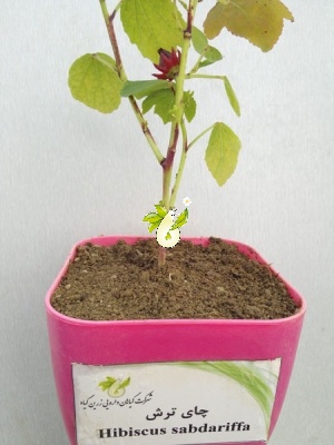 چای ترش