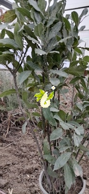 برگ بو، غار، رند