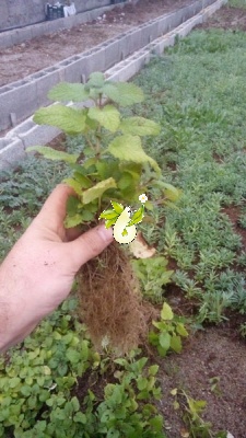 بادرنجبویه