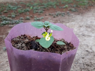مرزنجوش کبیر