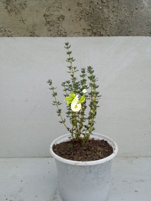 آویشن باغی