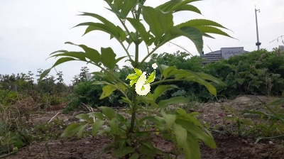 آقطی سیاه