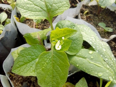 عروسک پشت پرده ( فیسالیس )