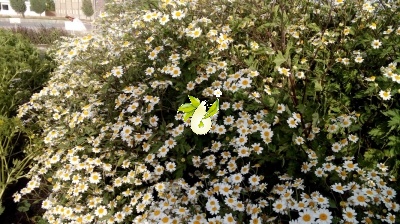 بابونه گاوی