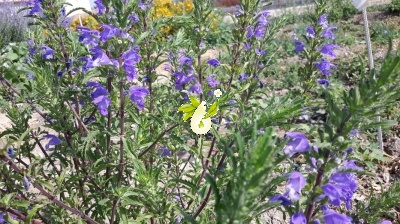 بادرشبی