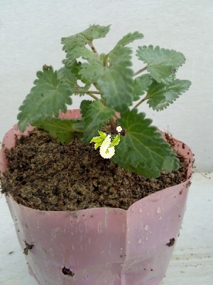 بادرشبی