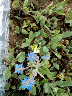 گاوزبان اروپایی