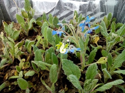 گاوزبان اروپایی
