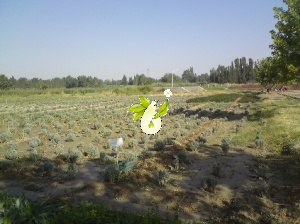 کلکسیون گیاهان داروئی