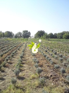 کلکسیون گیاهان داروئی