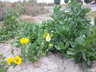 گرین دلیا