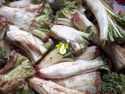 کنگر