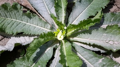 خواجه باشی