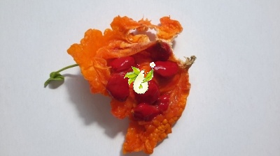 ماموردیکا