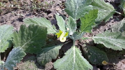 مریم گلی پنبه ای