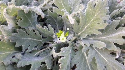 مریم گلی پنبه ای