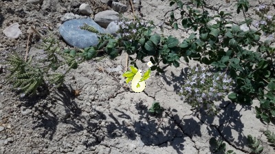 مرزنجوش ولگار