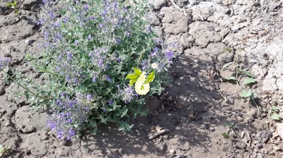پونه سای ایرانی