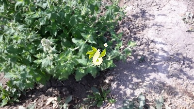 پونه سای خارجی