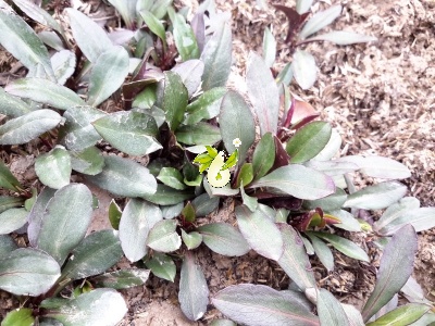 گل ستاره ای