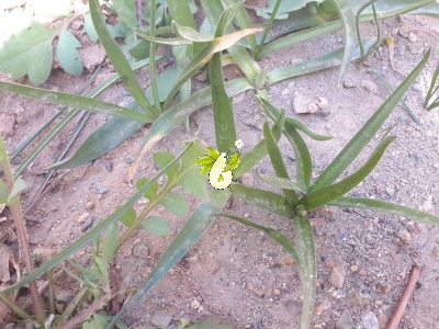 والک - گل آقا - تره کوهی
