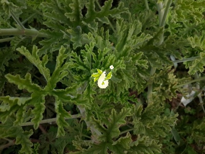 شمعدانی عطری