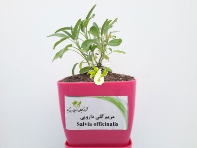 مریم گلی دارویی