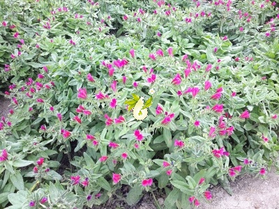 گاوزبان ایرانی