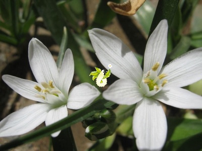 والک - گل آقا - تره کوهی