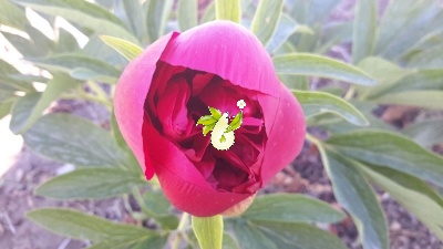 گل صد تومانی