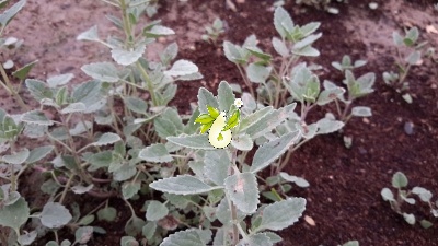 زرین گیاه