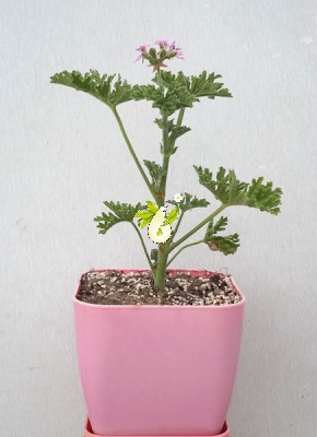 شمعدانی عطری