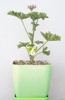 شمعدانی عطری