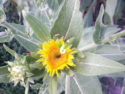 زنجبیل شامی