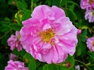 Rosa damascene