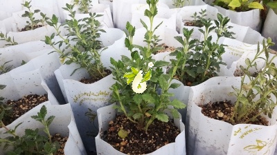 مریم نخودی طناز