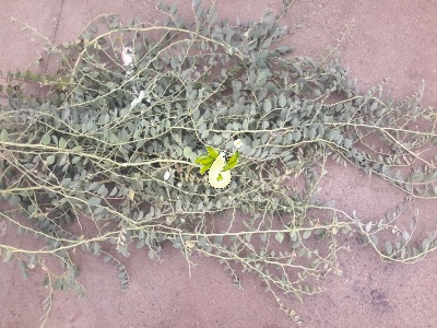 هندوانه کوهی،کور (کبر)
